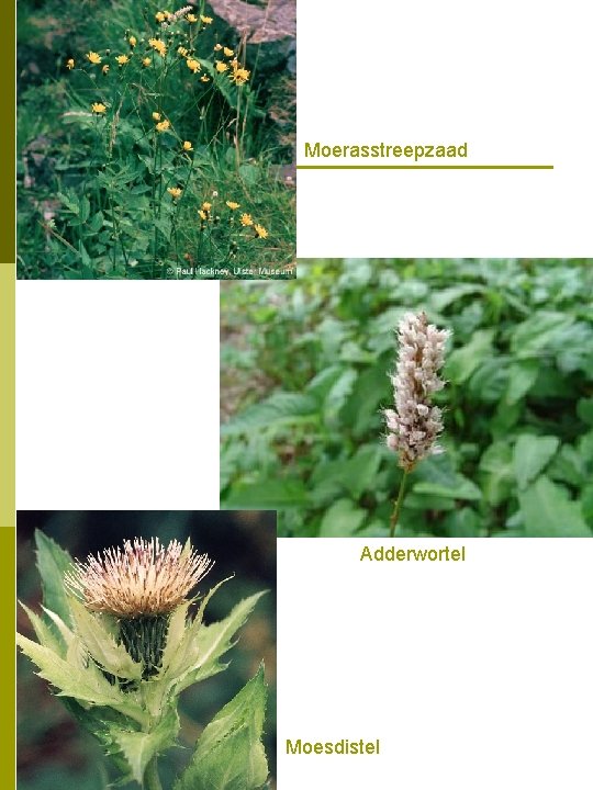 Moerasstreepzaad Adderwortel Moesdistel 