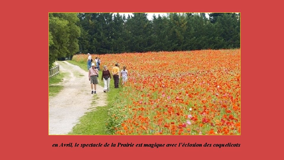 en Avril, le spectacle de la Prairie est magique avec l’éclosion des coquelicots 