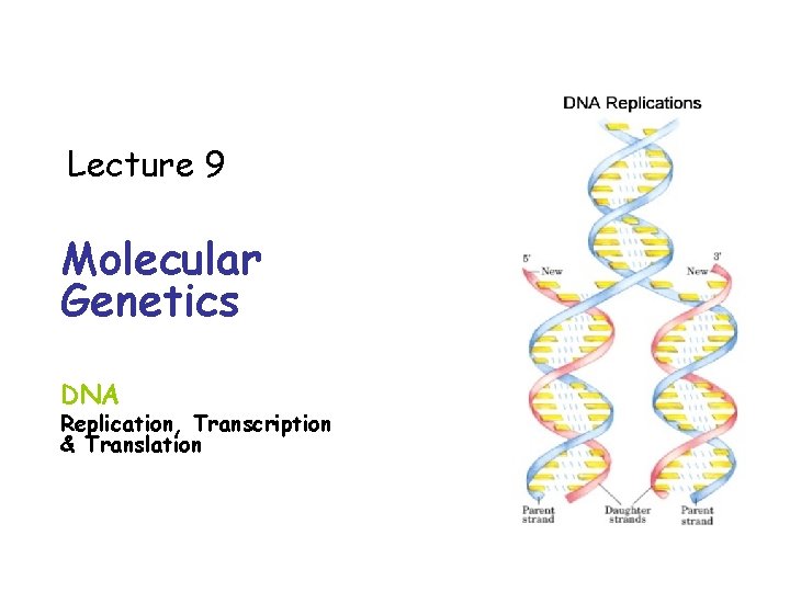 Lecture 9 Molecular Genetics DNA Replication, Transcription & Translation 