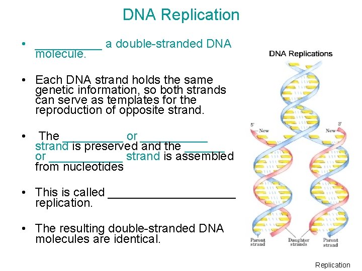 DNA Replication • _____ a double-stranded DNA molecule. • Each DNA strand holds the