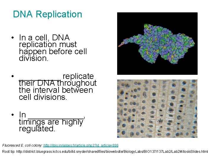 DNA Replication • In a cell, DNA replication must happen before cell division. •