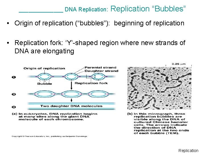 _______ DNA Replication: Replication “Bubbles” • Origin of replication (“bubbles”): beginning of replication •