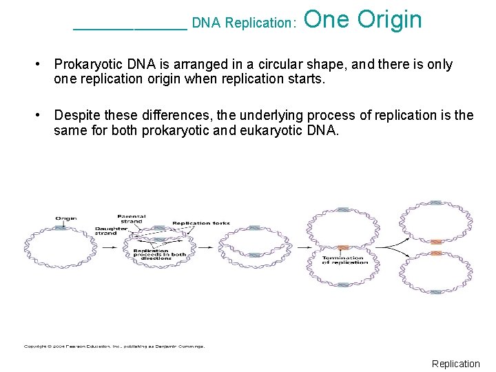 ________ DNA Replication: One Origin • Prokaryotic DNA is arranged in a circular shape,