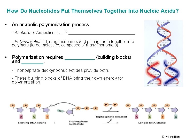 How Do Nucleotides Put Themselves Together Into Nucleic Acids? • An anabolic polymerization process.