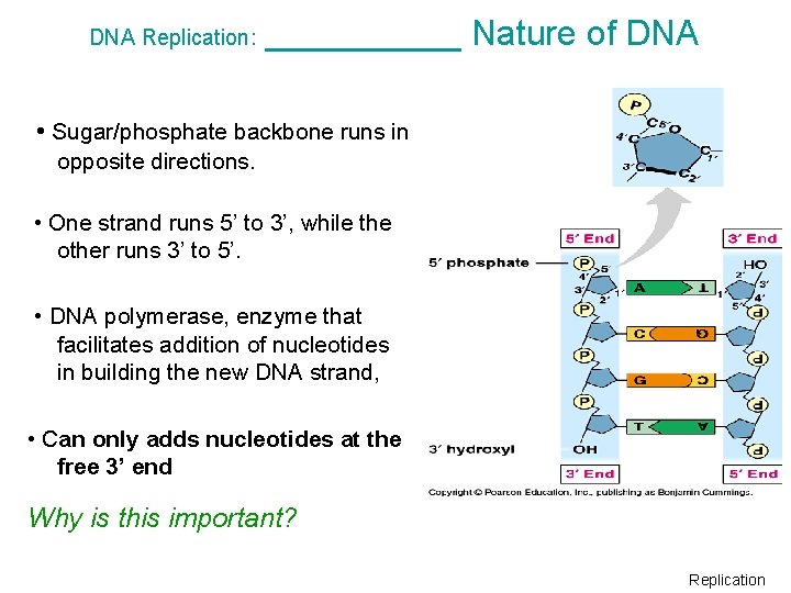 DNA Replication: _____ Nature of DNA • Sugar/phosphate backbone runs in opposite directions. •