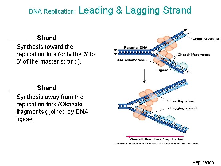 DNA Replication: Leading & Lagging Strand ____ Strand Synthesis toward the replication fork (only