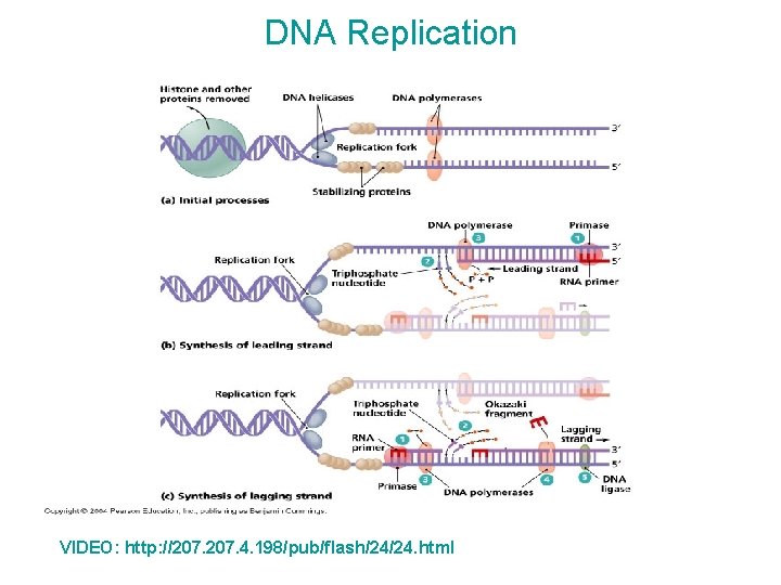 DNA Replication VIDEO: http: //207. 4. 198/pub/flash/24/24. html 