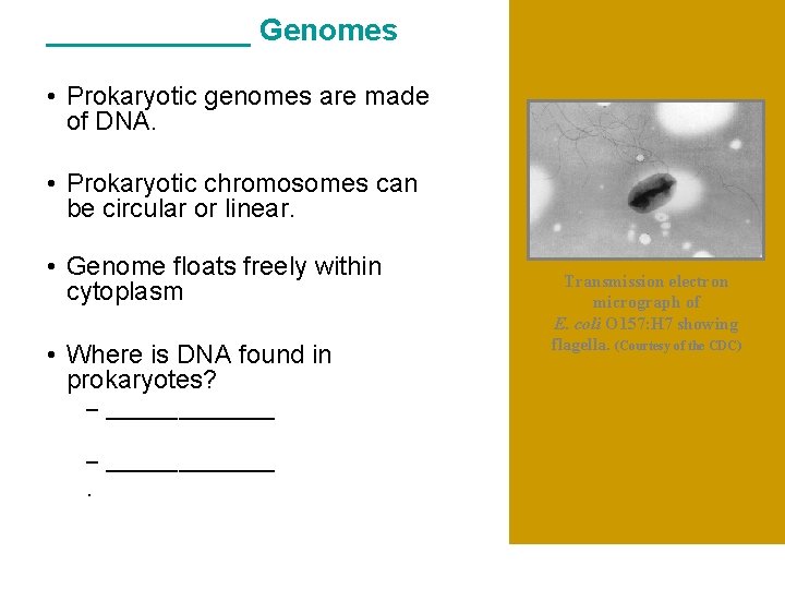 ______ Genomes • Prokaryotic genomes are made of DNA. • Prokaryotic chromosomes can be