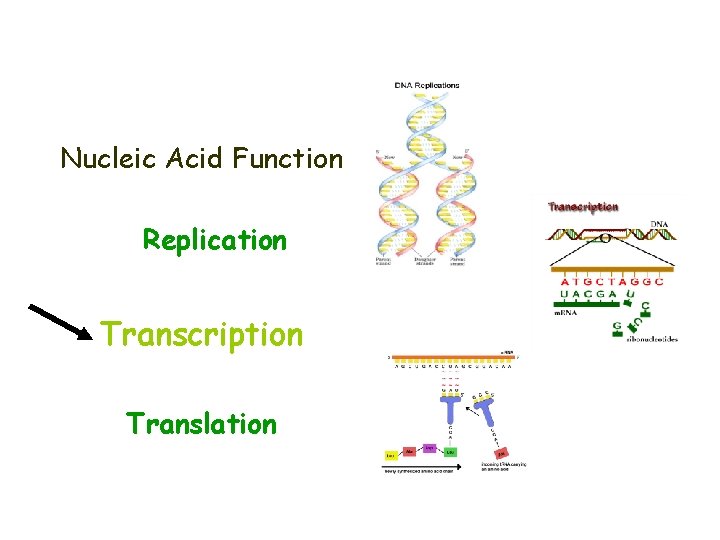 Nucleic Acid Function Replication Transcription Translation 