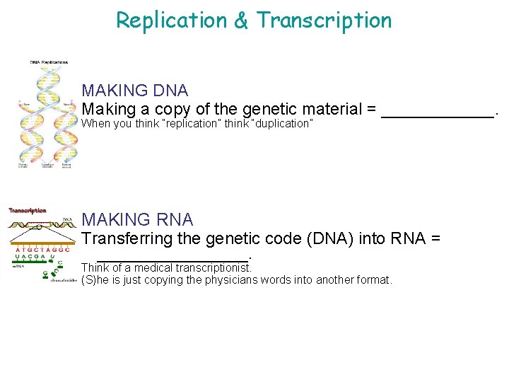 Replication & Transcription MAKING DNA Making a copy of the genetic material = ______.