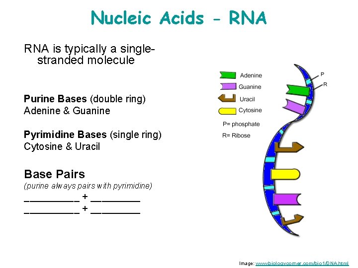 Nucleic Acids - RNA is typically a singlestranded molecule Purine Bases (double ring) Adenine