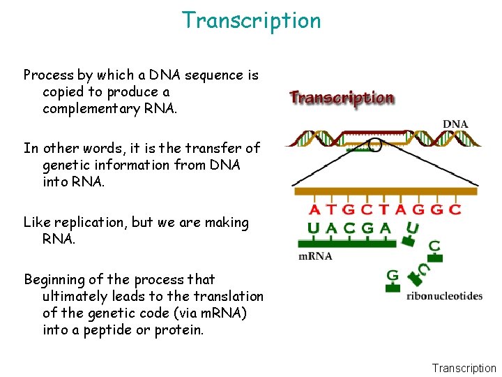 Transcription Process by which a DNA sequence is copied to produce a complementary RNA.