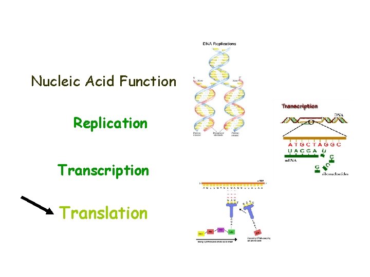 Nucleic Acid Function Replication Transcription Translation 