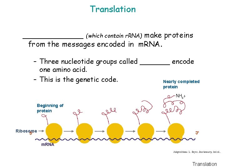 Translation _______ (which contain r. RNA) make proteins from the messages encoded in m.