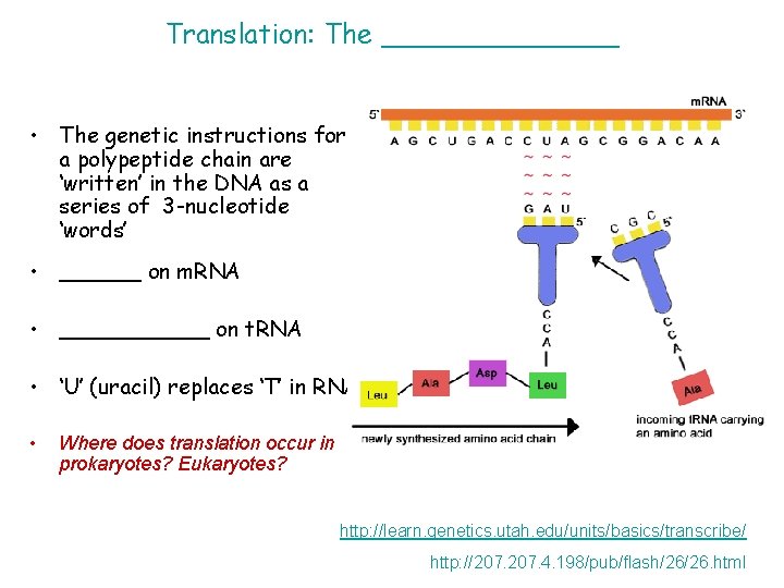 Translation: The _______ • The genetic instructions for a polypeptide chain are ‘written’ in