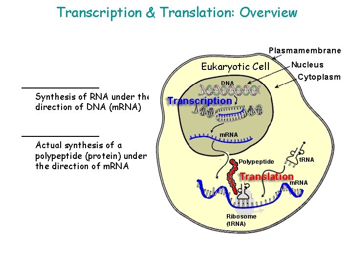 Transcription & Translation: Overview Eukaryotic Cell _______ Synthesis of RNA under the direction of