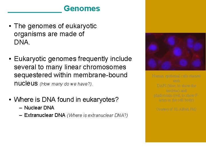 ______ Genomes • The genomes of eukaryotic organisms are made of DNA. • Eukaryotic