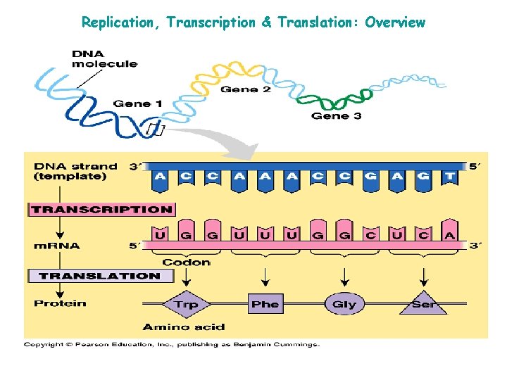 Replication, Transcription & Translation: Overview 