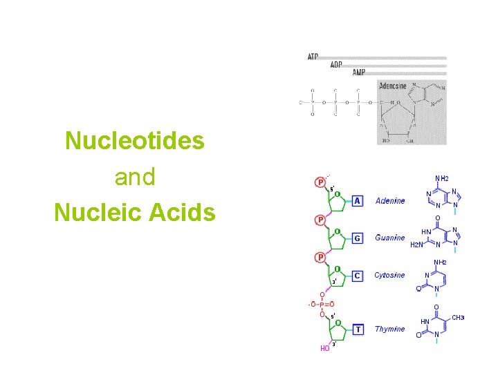 Nucleotides and Nucleic Acids 