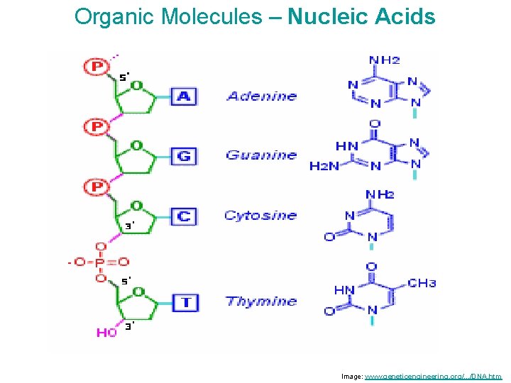 Organic Molecules – Nucleic Acids Image: www. geneticengineering. org/. . . /DNA. htm 