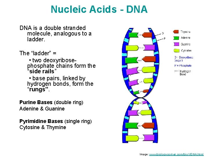 Nucleic Acids - DNA is a double stranded molecule, analogous to a ladder. The