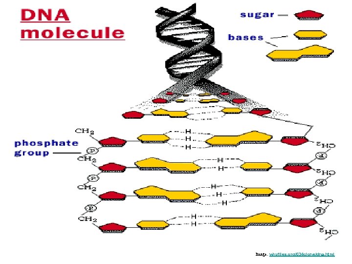 Image: whyfiles. org/034 clone/dna. html 