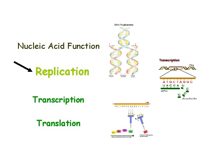 Nucleic Acid Function Replication Transcription Translation 