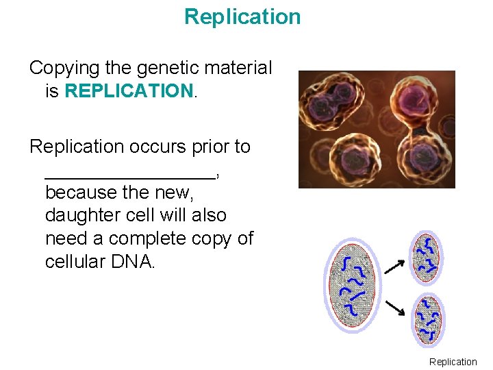Replication Copying the genetic material is REPLICATION. Replication occurs prior to ________, because the