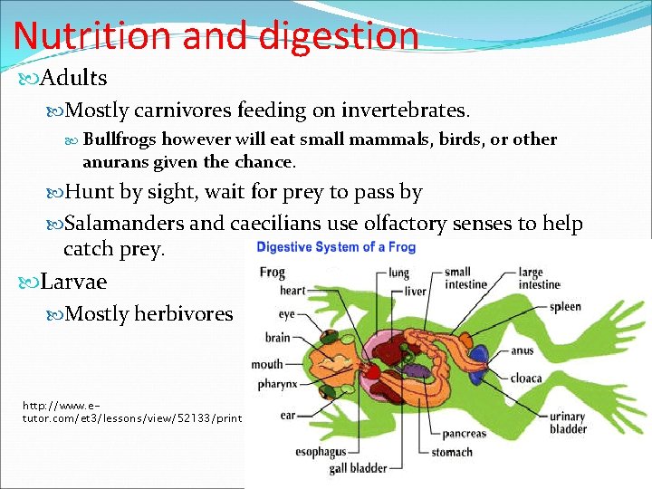 Nutrition and digestion Adults Mostly carnivores feeding on invertebrates. Bullfrogs however will eat small