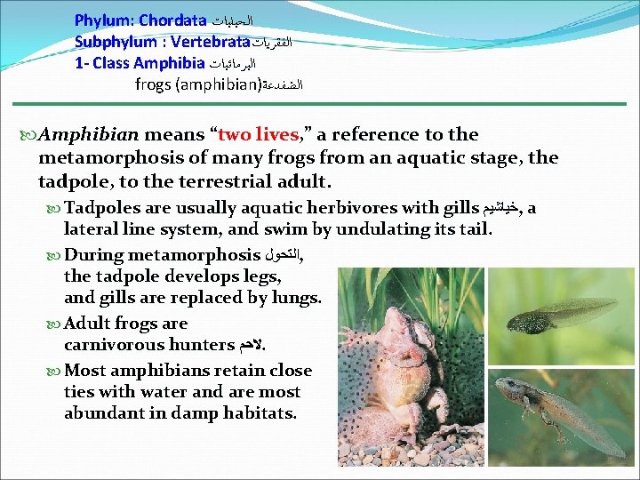 Phylum: Chordata ﺍﻟﺤﺒﻠﻴﺎﺕ Subphylum : Vertebrata ﺍﻟﻔﻘﺮﻳﺎﺕ 1 - Class Amphibia ﺍﻟﺒﺮﻣﺎﺋﻴﺎﺕ frogs (amphibian)