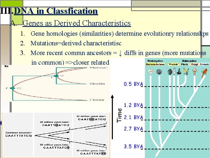 III. DNA in Classfication A. Genes as Derived Characteristics 1. Gene homologies (similarities) determine