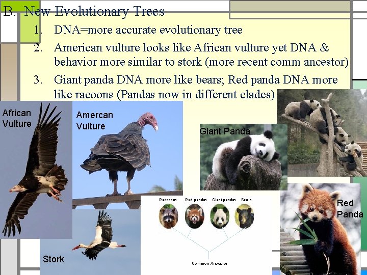 B. New Evolutionary Trees 1. DNA=more accurate evolutionary tree 2. American vulture looks like