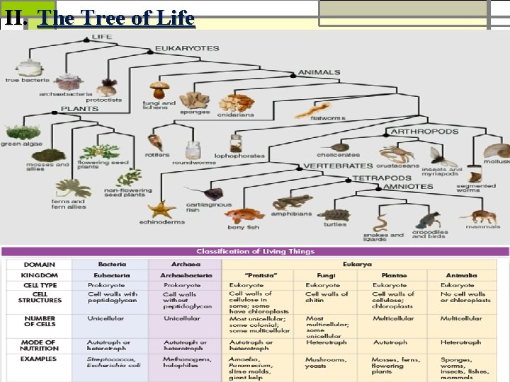 II. The Tree of Life 