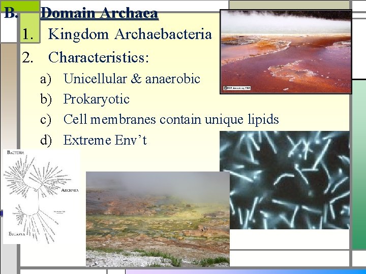 B. Domain Archaea 1. Kingdom Archaebacteria 2. Characteristics: a) b) c) d) Unicellular &