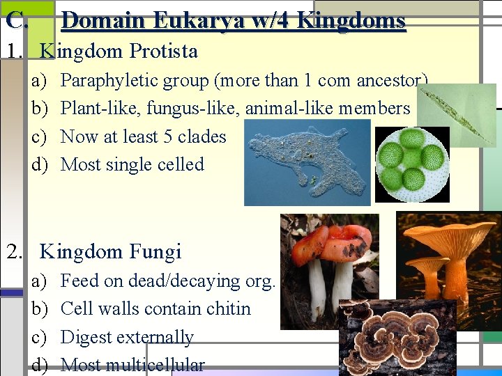 C. Domain Eukarya w/4 Kingdoms 1. Kingdom Protista a) b) c) d) Paraphyletic group