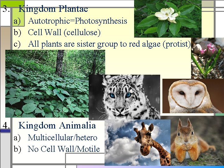 3. Kingdom Plantae a) Autotrophic=Photosynthesis b) Cell Wall (cellulose) c) All plants are sister