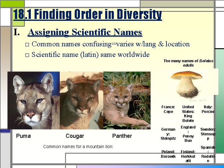 18. 1 Finding Order in Diversity I. Assigning Scientific Names □ Common names confusing=varies