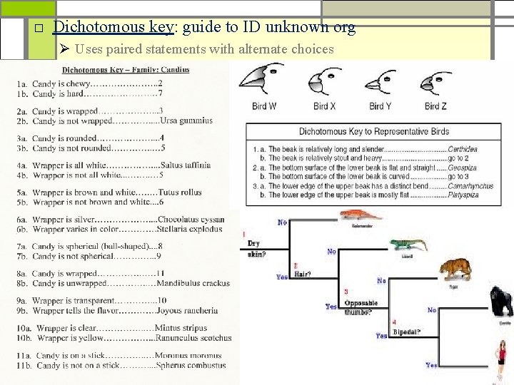 □ Dichotomous key: guide to ID unknown org Ø Uses paired statements with alternate