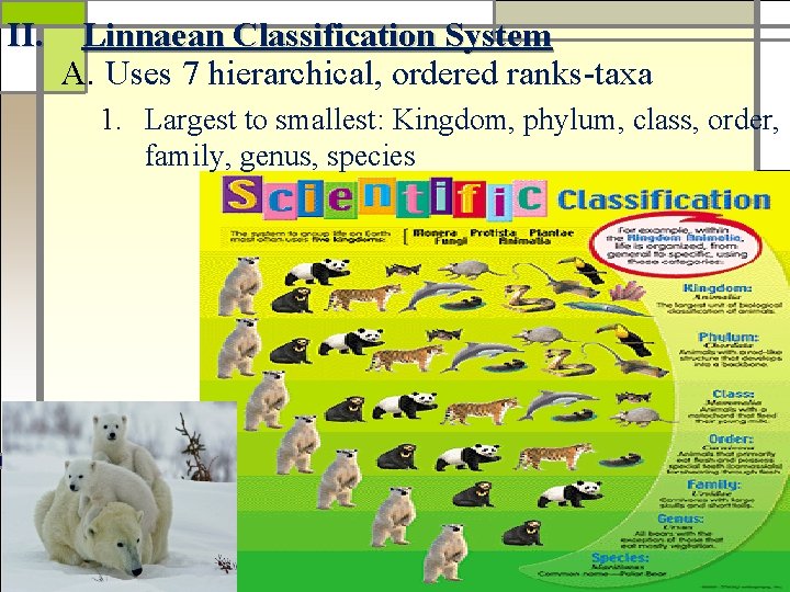 II. Linnaean Classification System A. Uses 7 hierarchical, ordered ranks-taxa 1. Largest to smallest: