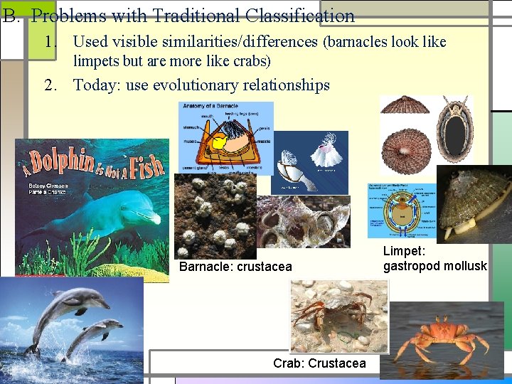 B. Problems with Traditional Classification 1. Used visible similarities/differences (barnacles look like limpets but