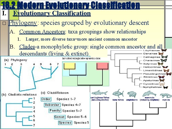 18. 2 Modern Evolutionary Classification I. Evolutionary Classification □ Phylogeny: species grouped by evolutionary