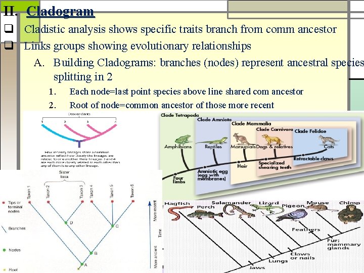 II. Cladogram q Cladistic analysis shows specific traits branch from comm ancestor q Links