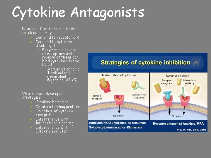 Cytokine Antagonists Number of proteins can inhibit cytokine activity ○ Can bind to receptor