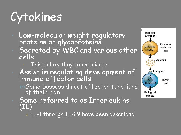 Cytokines Low-molecular weight regulatory proteins or glycoproteins Secreted by WBC and various other cells