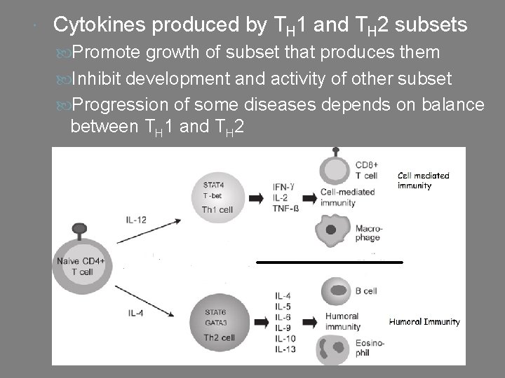  Cytokines produced by TH 1 and TH 2 subsets Promote growth of subset