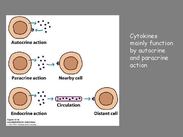 Cytokines mainly function by autocrine and paracrine action 