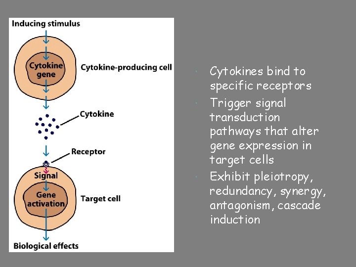  Cytokines bind to specific receptors Trigger signal transduction pathways that alter gene expression