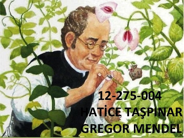 12 -275 -004 HATİCE TAŞPINAR GREGOR MENDEL 