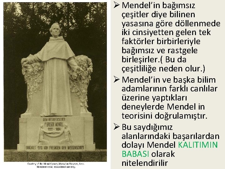 Ø Mendel’in bağımsız çeşitler diye bilinen yasasına göre döllenmede iki cinsiyetten gelen tek faktörler