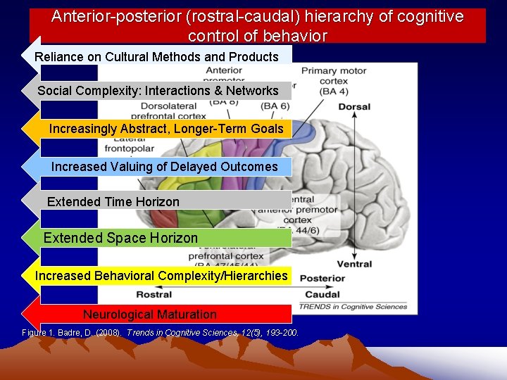 Anterior-posterior (rostral-caudal) hierarchy of cognitive control of behavior Reliance on Cultural Methods and Products